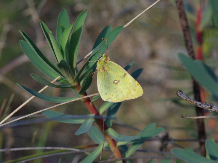 Colias alfacariensis