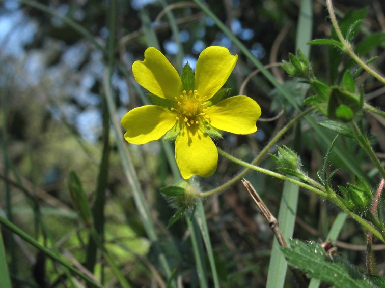 Potentilla vernal