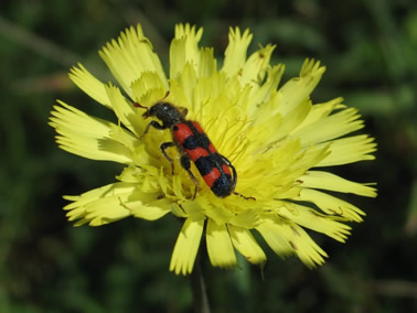 Trichodes leucopsideus