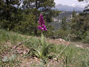 Orchis mascula 