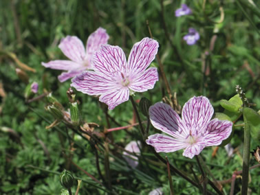 Erodium rupestre