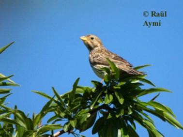 Emberiza calandra