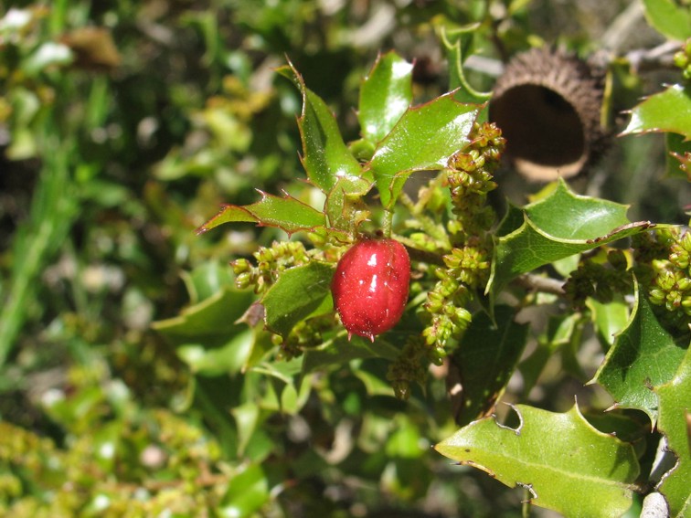 Plagiotrochus_quercus-ilicis