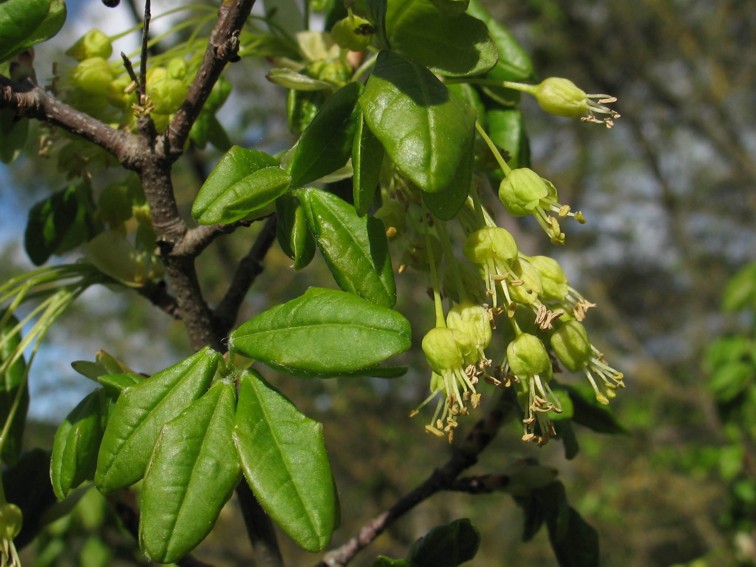 Acer monspessulanum