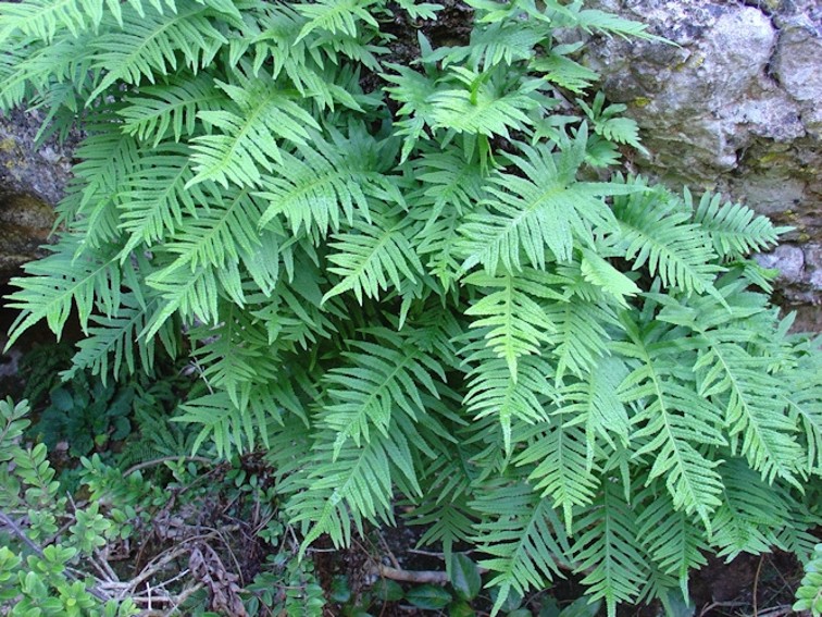 Polypodium vulgare ssp. serrulatum